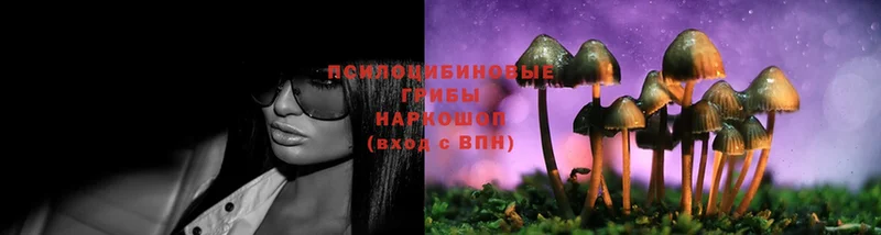 Галлюциногенные грибы Cubensis Котельниково